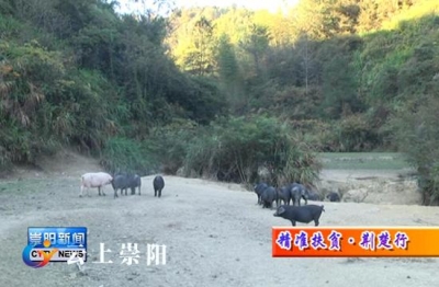 发展林下生态养殖　黑山猪成为市场新宠