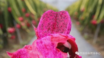崇阳：火龙果子喜上市 群众日子红又火