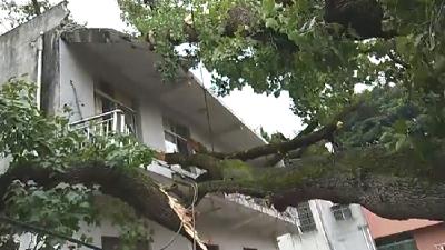 崇阳：狂风大作！二级古树连根拔起！