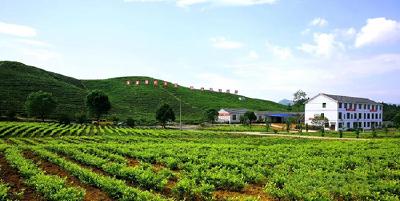 崇阳：悠悠茶香溢满城