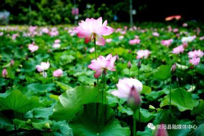 【共圆小康梦】扎根基层为民众 创新思路谋发展——廖志斌驻村扶贫先进事迹