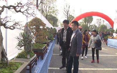 观盆景 赏奇石 大集公园这场大展邀您“打卡”啦！