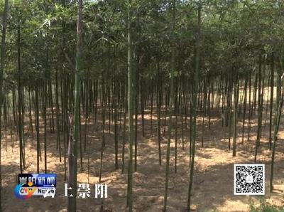 程冰野深入部分乡镇调研督办雷竹基地建设工作