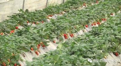 崇阳：拓宽销售渠道 “莓”味产销两旺