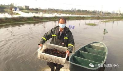 史家渡村：生态龙虾喜获丰收 抢“鲜”上市