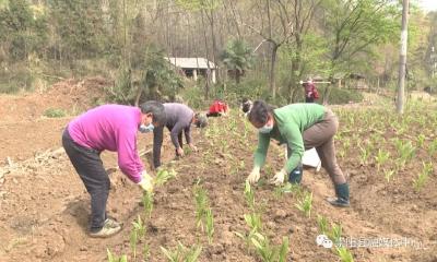 桂花泉镇东源村：抓防疫忙春耕 增收入奔富路