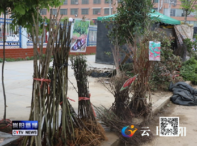 受疫情影响 我县苗木花卉市场低迷