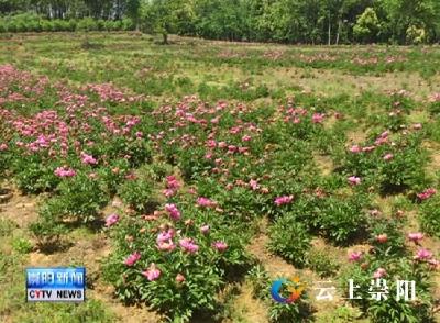 芍药开出致富花