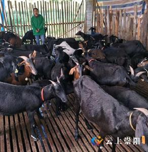 脱贫之星甘学丽：“女羊倌”撑起家庭一片天