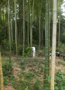 脱贫之星徐金龙：多门路发展经济 脱贫过上好日子