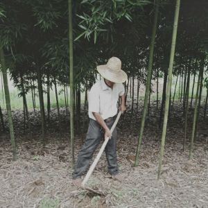 脱贫之星王维珠：发展雷竹产业  打赢脱贫翻身仗