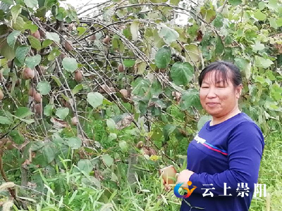 脱贫之星汪细云：种植猕猴桃  结出幸福果