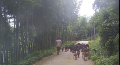 脱贫之星陈继新：勤劳双手创造别样人生