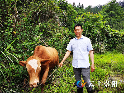 脱贫之星汪岳飞：赶着牛儿奔小康
