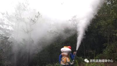 崇阳：完成疫木清理 打响松材线虫病防控“歼灭战”