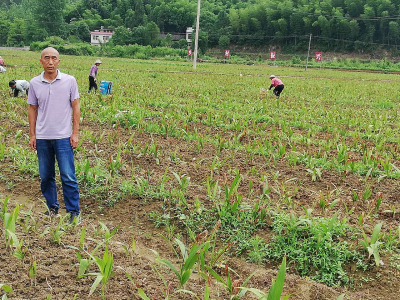 脱贫之星周艳兵：药材种植  脱贫致富