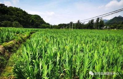 熊银德：不恋都市奔农村种药材  争做助力脱贫“领跑人”