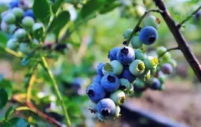 相约“莓”好时光 尝尝“蓝”不住的美味~