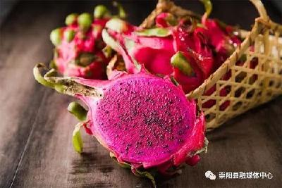 崇阳：“双线”作战 火龙果产销两旺