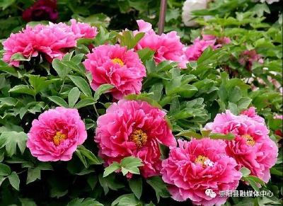 西庄牡丹溢诗情