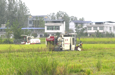 崇阳：持续降雨  电力护航颗粒归仓