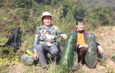 崇阳：黄精地里种出20余万斤冬瓜 来瞧瞧！