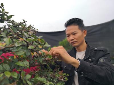 黄星：一枝一叶一盆景 一草一木一匠人