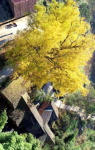 崇阳500岁古银杏——金蝶飞舞满枝黄