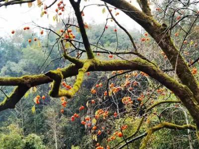 【崇阳美文】走遍崇阳之：三棵柿子树