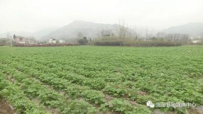 白霓镇谭家村：发展马铃薯产业 助力乡村振兴