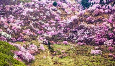 官宣！湖北40个赏樱景点公布 崇阳龙泉山樱花谷上榜