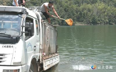 崇阳：1500万尾鱼苗在青山水库安家