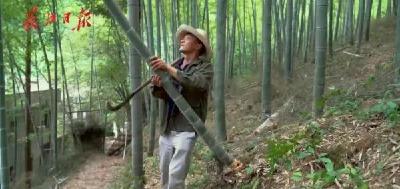 【聚焦】种竹子吸碳吐氧，湖北一群农民已赚35万
