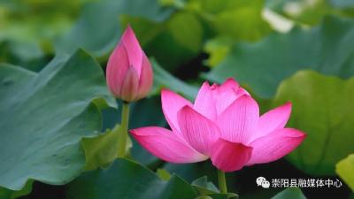 【记者乡村行⑰】铜钟乡坳上村：百亩莲花悄然盛开 万颗莲子静待采摘