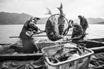 黄渤海开渔啦！千帆竞发撒下金秋“第一网” 