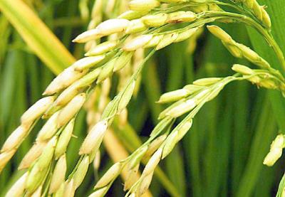 亩产1123.87公斤！袁隆平倡导的贵州水稻基地刷新纪录