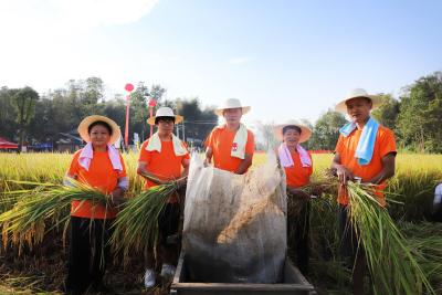崇阳：稻菽千重浪 沃野庆丰收