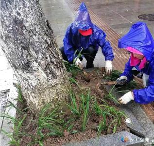 崇阳：为树池“美颜”   城区人行道变美啦！