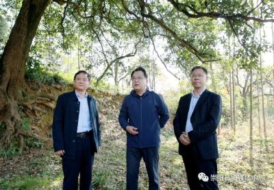 市政协主席曾国平赴崇调研时要求：建设野古桂公园  打造生态旅游城