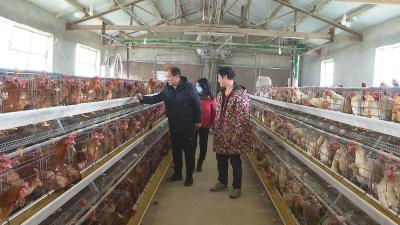 崇阳：人防+物防+技防  让畜禽安全过冬