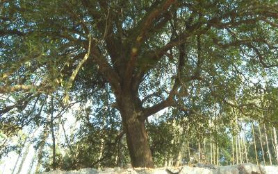 一树一策！崇阳一级古树配上“树保姆”