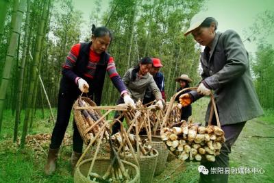 【崇阳年味③】鄂南竹乡——雷竹
