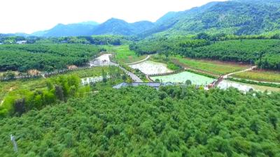 【记者乡村行㊼】桂花泉镇：大力发展雷竹产业 打造华中第一雷竹小镇