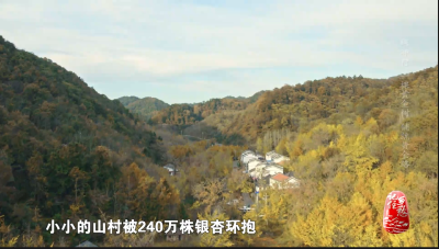 《记住乡愁》新春献映——《钱冲村：一棵黄金树铺就黄金路》
