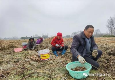 【新春走基层②】码头村的马蹄丰收啦！赶紧去尝鲜~