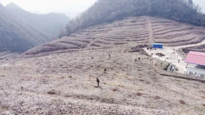 崇阳：春回大地万物生  石岭崖上种树忙