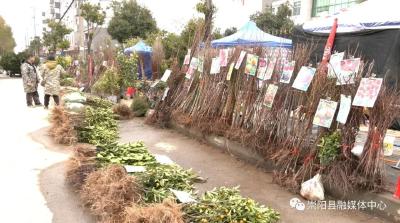 崇阳：春来到 苗木俏