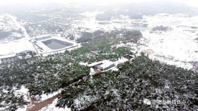 暴雪过后  崇阳竹农迅速开展生产自救