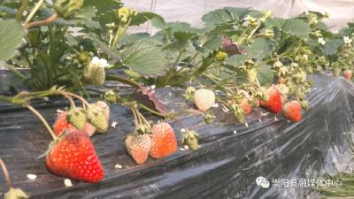 【新春走基层⑭】“莓”好生活比“蜜”甜