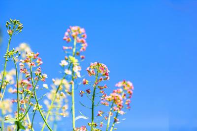 【海报】春满江南 醉美崇阳│相约“云赏花”  油菜花海美如画